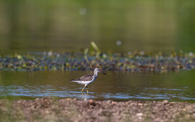 Common Greenshank -Tringa nebularia, Narew river in Poland
