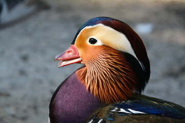 beautiful multicolored mandarin duck by the pond