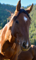 Beautiful brown mare with a white flak on her forehead