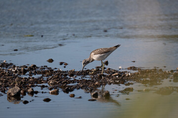 Common Greenshank -Tringa nebularia, Narew river in Poland
