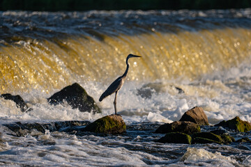 Gray heron against the background of a waterfall on the Narew River in Poland
