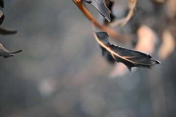 burnt oak leaves close-up, black oak leaves on the background of ash