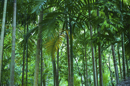 A Forest Of Lush Palm Trees; Ulpotha, Embogama, Sri Lanka