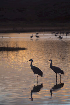 Greater Sandhill Cranes (Grus Canadensis Tabida) At Sunset, Bosque Del Apache National Wildlife Refuge; New Mexico, United States Of America