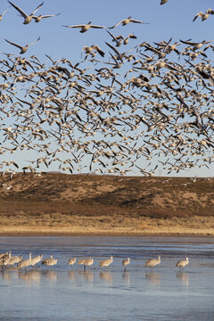 Greater Sandhill Cranes (Grus Canadensis Tabida) And A Flock Of Lesser Snow Geese (Chen Caerulescens), Bosque Del Apache National Wildlife Refuge; New Mexico, United States Of America
