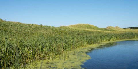 Lush Green Grass Growing On The Edge Of A Tranquil Lake With Blue Sky; Green Gables, Prince Edward Island, Canada