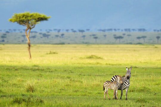 Zebras On The Serengeti Plains; South Africa