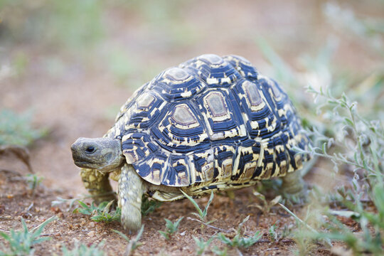 Leopard Turtoise (Stigmochelys Pardalis) Photographed Near A Road In Kruger Nationa Park; South Africa