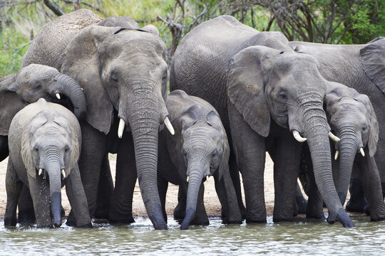 Elephant Herd Drinking At Watering Hole Located At Gomo Gomo Game Lodge, Near Kruger National Park; South Africa