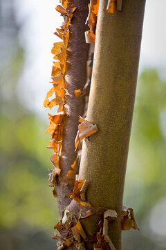Peeling Bark On A Tree Trunk, Japanese Gardens; Mayne Island, British Columbia, Canada