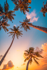 Romantic vibes of tropical palm tree with sun light on sky background. Outdoor sunset exotic...