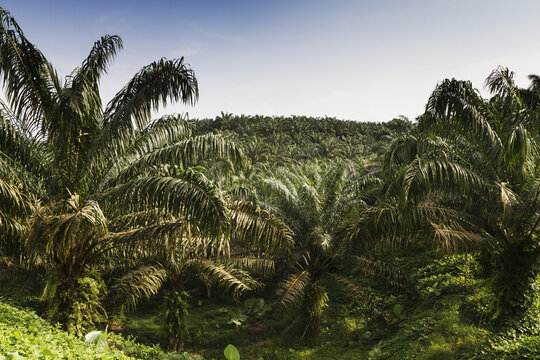 Oil Palm Plantation, Simalungun, North Sumatra, Indonesia