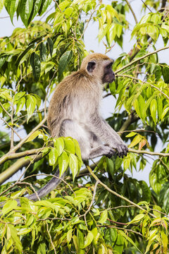 Crab-Eating Macaque Or Long-Tailed Macaque (Macaca Fascicularis), Siuhan, Lake Toba, North Sumatra, Indonesia