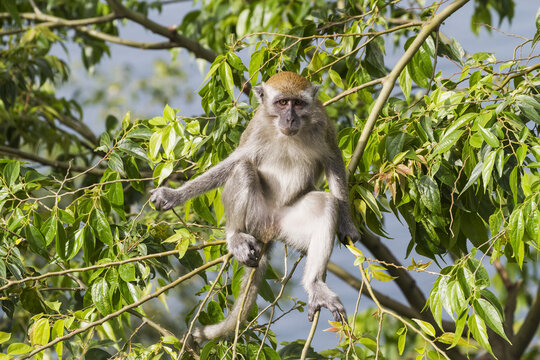 Crab-Eating Macaque Or Long-Tailed Macaque (Macaca Fascicularis), Siuhan, Lake Toba, North Sumatra, Indonesia