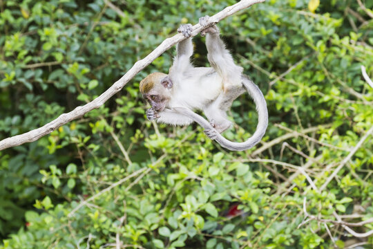 Crab-Eating Macaque Or Long-Tailed Macaque (Macaca Fascicularis), Siuhan, Lake Toba, North Sumatra, Indonesia