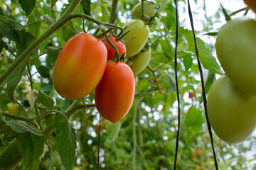 Ripe tomatoes cluster growing on the vine in a greenhouse. Roma tomato plant production close-up....