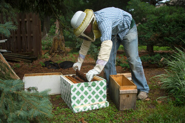 Young man sets up a bee hive; Lincoln, Nebraska, United States of America