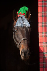 Christmas head shot horse with elf ears