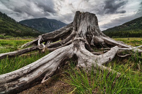 Old Stump In The Flood Plains At The South End Of Buttle Lake, Strathcona Provincial Park; British Columbia, Canada