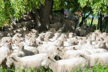 flock of sheep sheared on farm