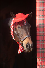 Red hat for Christmas horse head shot