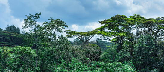 Bwindi Impenetrable Forest. Uganda - 648274870