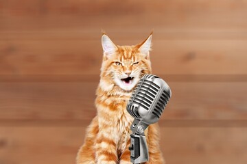 A cute smart cat singer with a microphone.