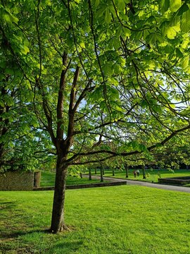 Tree in parc