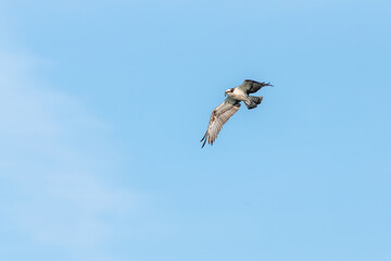 Fototapeta premium Osprey (Pandion haliaetus) flying over a marsh.