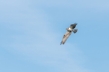 Osprey (Pandion haliaetus) flying over a marsh.