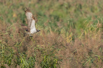 Osprey (Pandion haliaetus) catching a fish in a marsh.