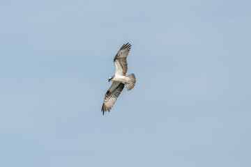 Osprey (Pandion haliaetus) flying over a marsh.