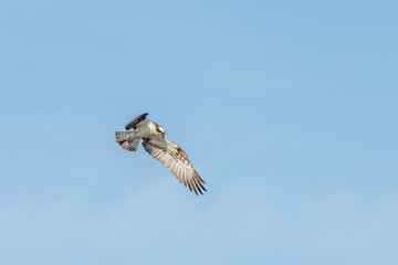 Osprey (Pandion haliaetus) flying over a marsh.