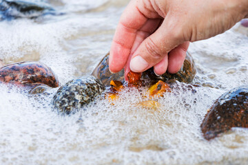 Beautiful pieces of amber in the hand of the sea background. A glowing wavy piece of amber in the...