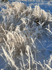 snow-covered and frozen grass on a sunny day in a field in winter