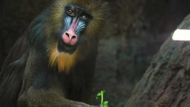 Close up footage of Mandrill in Moscow Zoo. ProRes 422 LT 10 bit 4k