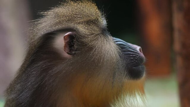Close up footage of Mandrill in Moscow Zoo. 