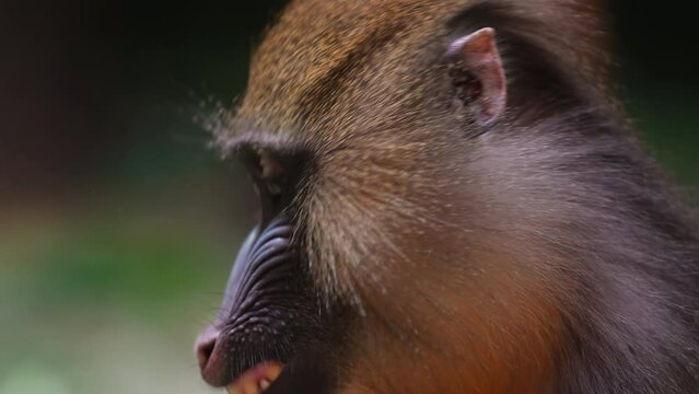 Close up footage of Mandrill in Moscow Zoo.