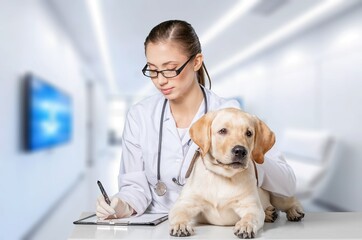 Veterinarian examining young cute dog in clinic