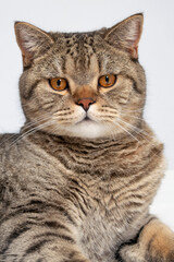 funny beautiful scottish cat close-up portrait looking at camera on grey background