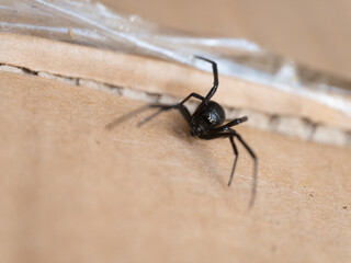 Latrodectus hesperus, the western black widow spider or western widow, is a venomous spider species found in western regions of North America.