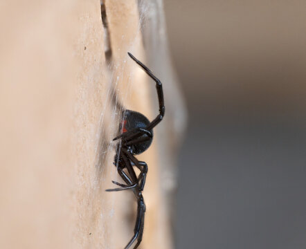 Latrodectus hesperus, the western black widow spider or western widow, is a venomous spider species found in western regions of North America.
