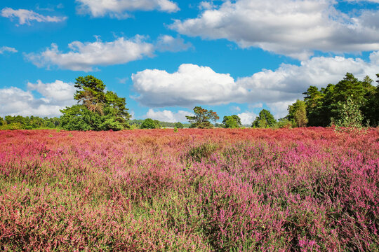 Beautiful heath landscape with blooming purple erica flowers and green oak trees in late summer - Loonse en Drunense Duinen national park, Netherlands © Ralf