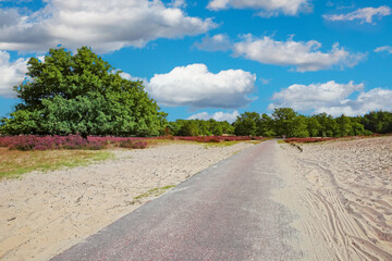 Empty hiking and cycle path through beautiful heather and ssnad dunes landscape, green oak forest -...