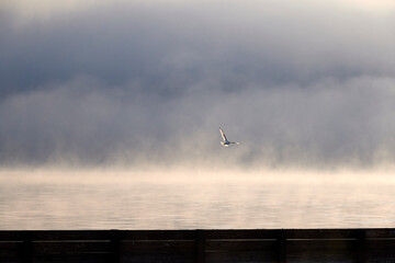 Early Morning, Lake, Yellowstone National Park Beauty of Nature in the USA, World Heritage
