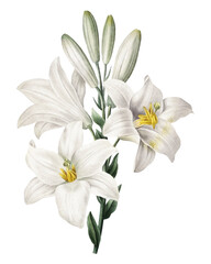 Fototapeta premium Botanical Vintage Madonna Lily Flower on Isolated Background