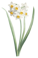 Botanical Vintage Narcissus Flower on Isolated Background