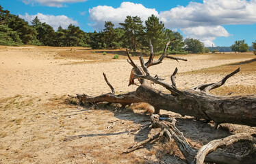Beautiful dutch sand dunes landscape, dry old tree trunk, green forest - Drunense Duinen national park, Netherlands