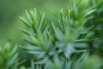 macro thuja marcro texture, close-up of green larch branches 