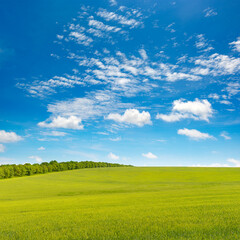 Spring meadow and blue sky
